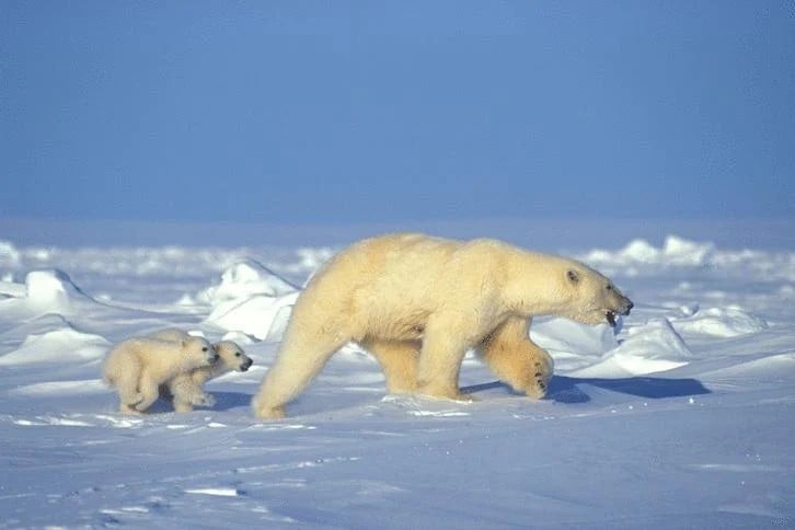 SIRS® Discoverer® (西尔斯发现者)